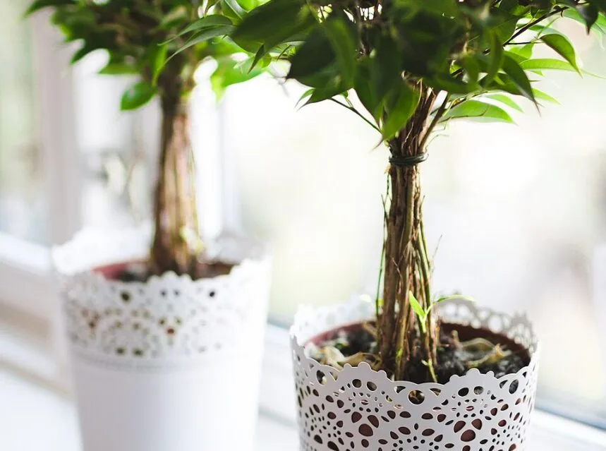 Plants for north-facing windows — a group of low-light houseplants near a north-facing window