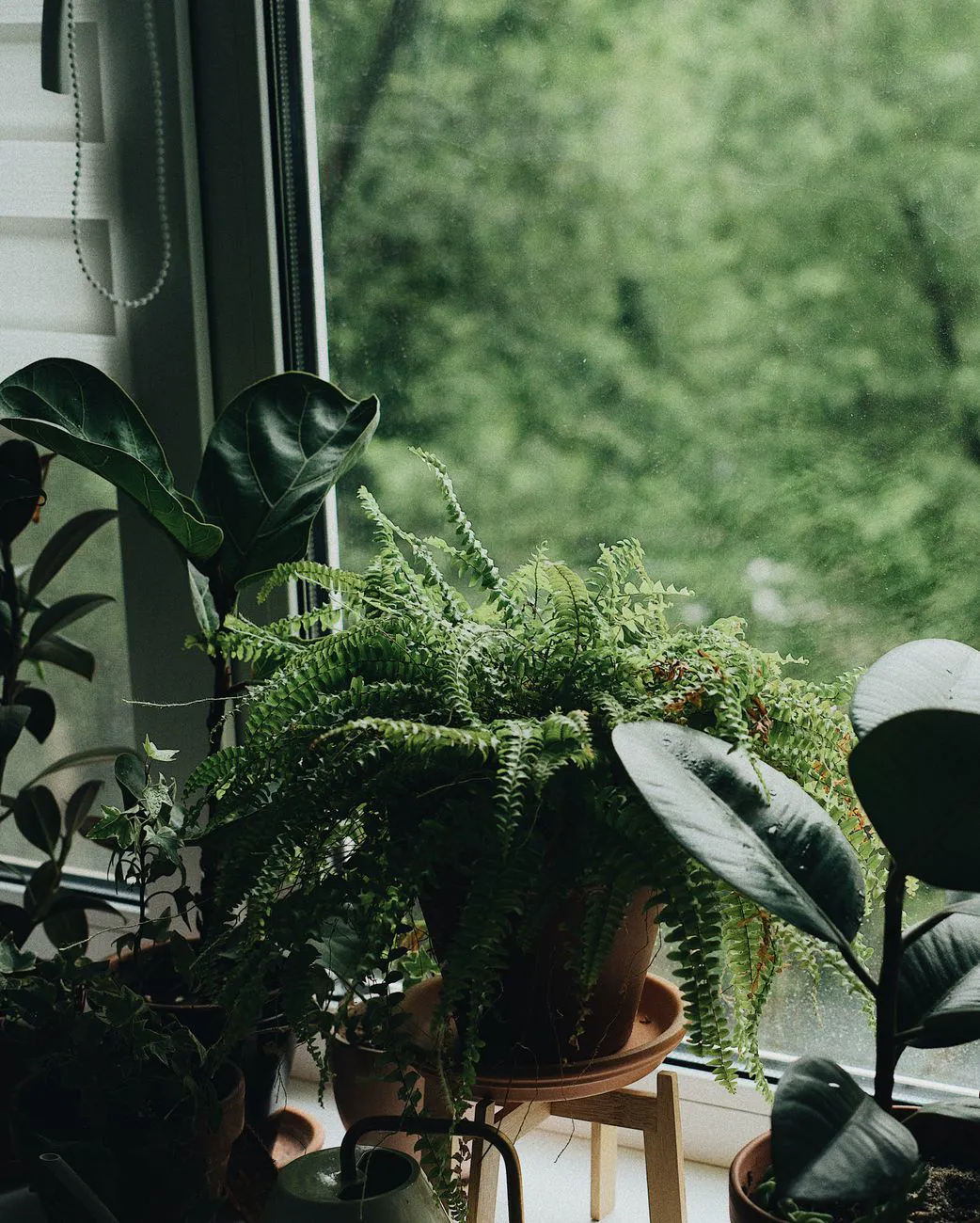Indoor greenery near a window.