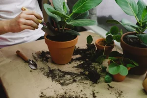 Best Potting Benches