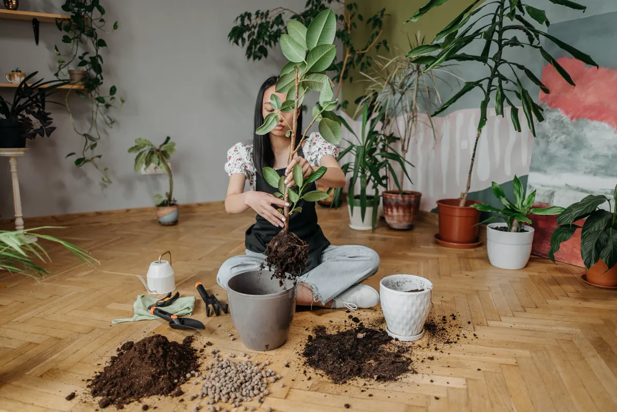 Woman carefully repotting a plant indoors.