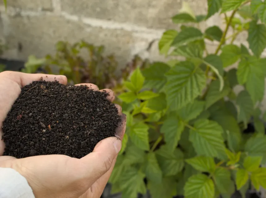 Best potting soil — cupped hands holding a scoop of dark crumbly compost beside young leafy plants