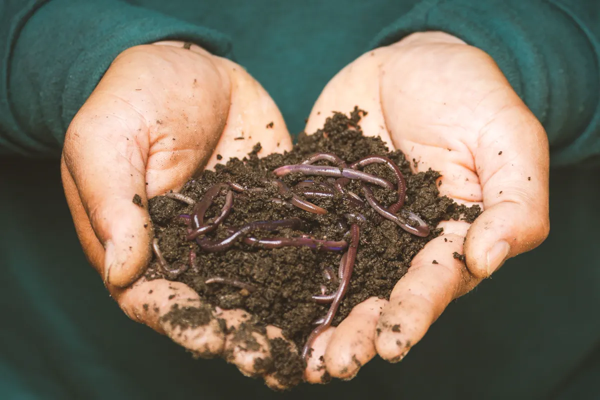 Rich compost with earthworms held in cupped hands