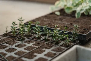 Best Propagators