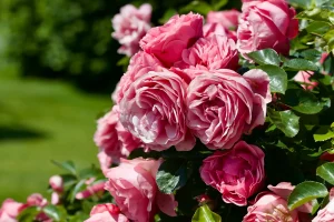 Best Rose Fertiliser
