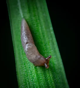Best Slug Killers