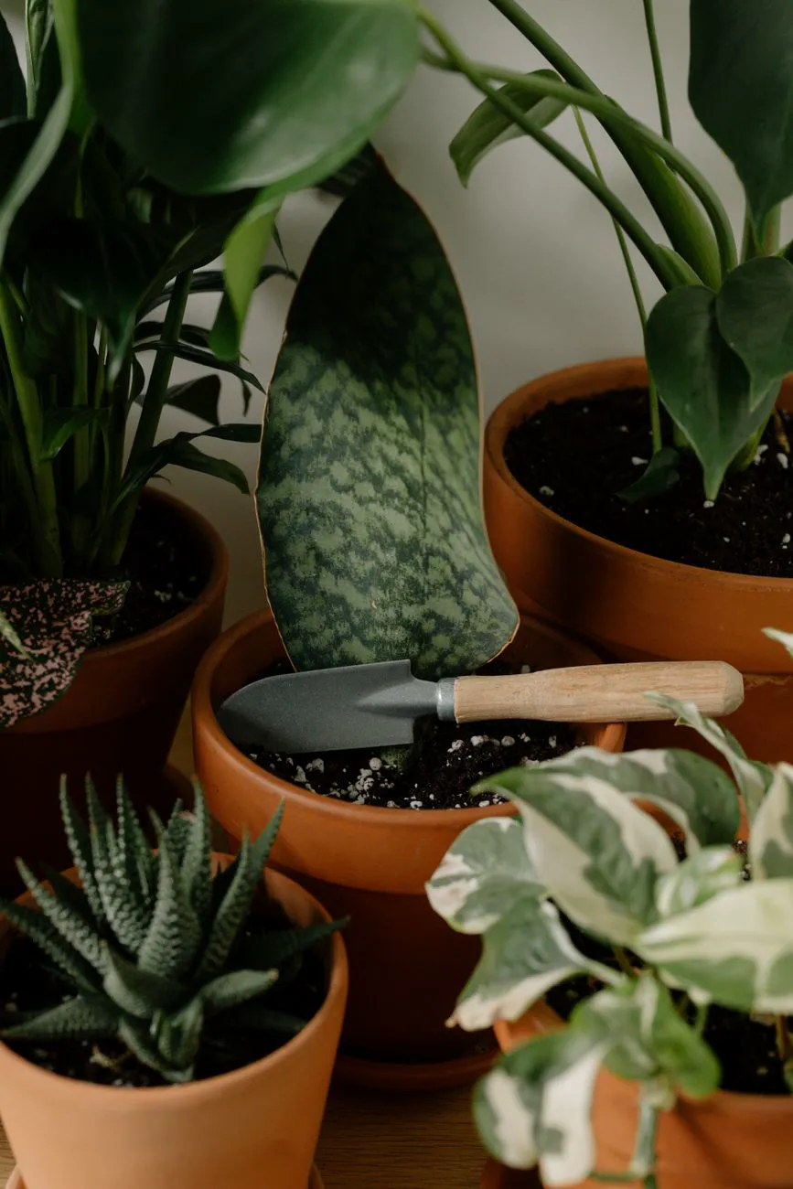 Houseplants in terracotta pots with a hand trowel resting in the potting soil