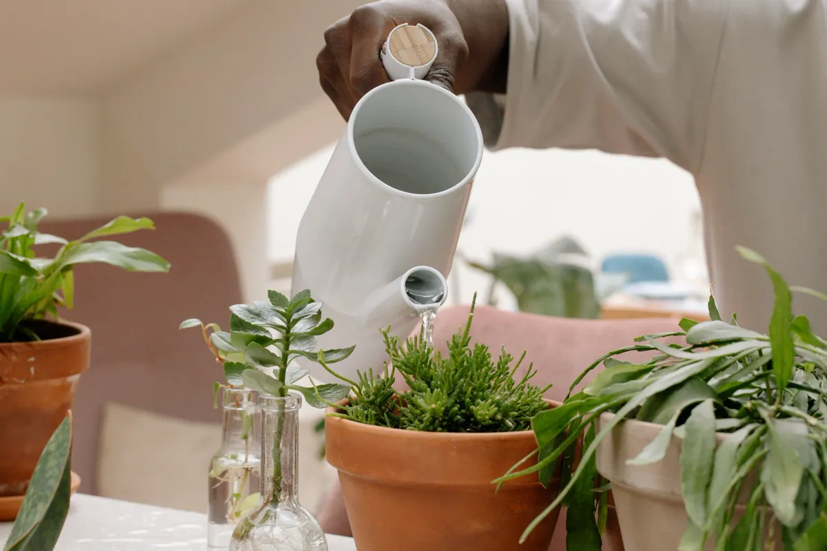 Gardener watering a potted houseplant with a white ceramic watering can