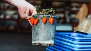 Best Strawberry Planter