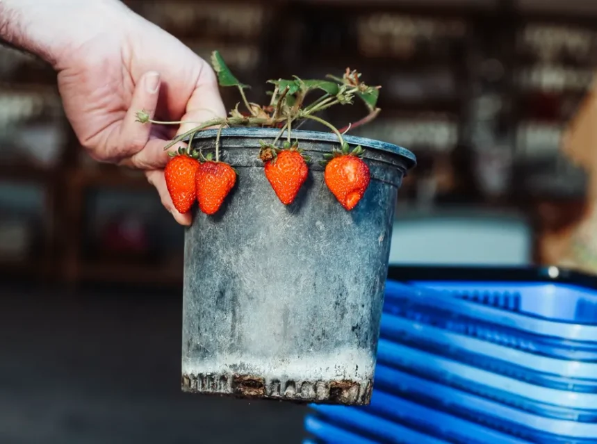 Best strawberry planter — hand holding a grubby plastic nursery pot with ripe strawberries dangling over the rim