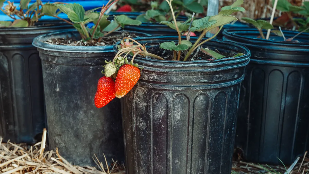 Strawberry plants fruiting in black nursery pots