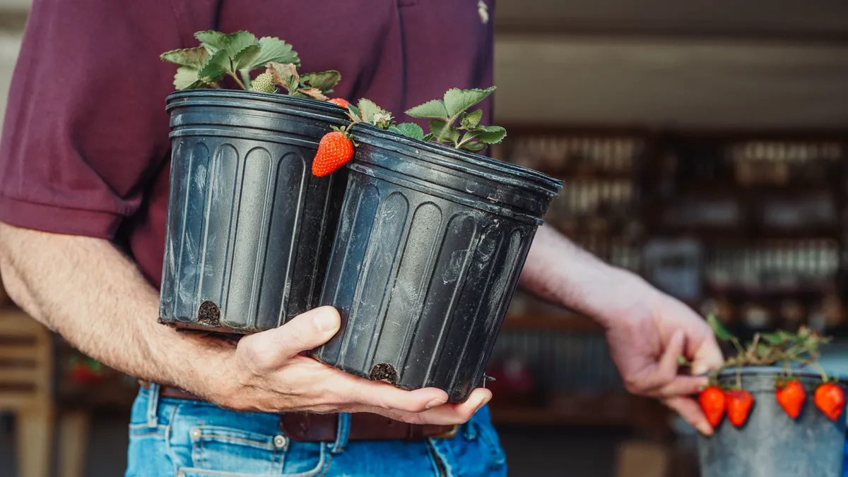 Gardener carrying potted strawberry plants