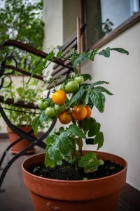 Best Tomato Cages