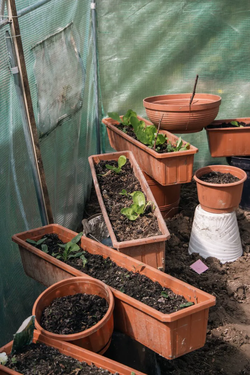 Best Vegetables For Containers — Various flowerpots in a greenhouse.