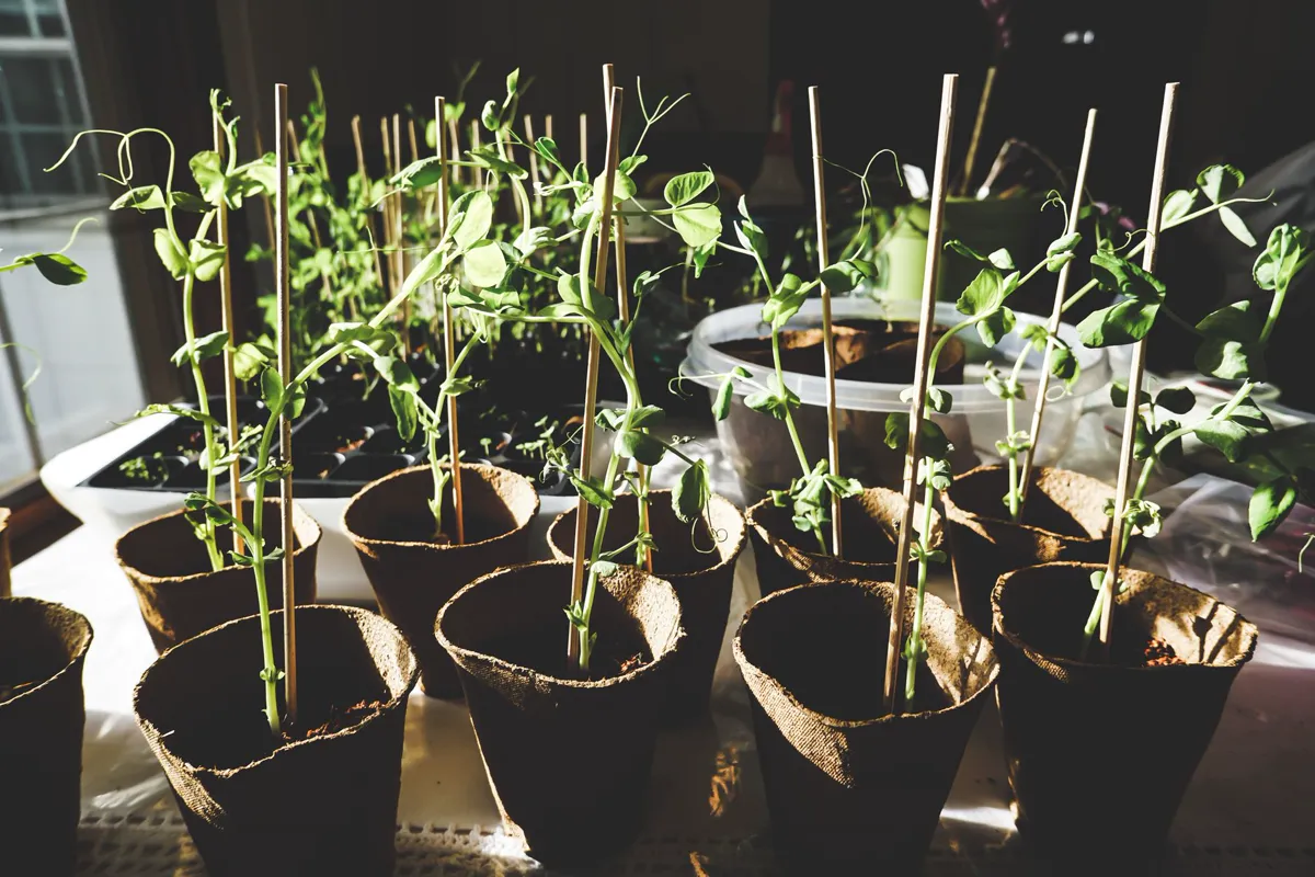 Sunlit pea plants growing indoors in organic pots.
