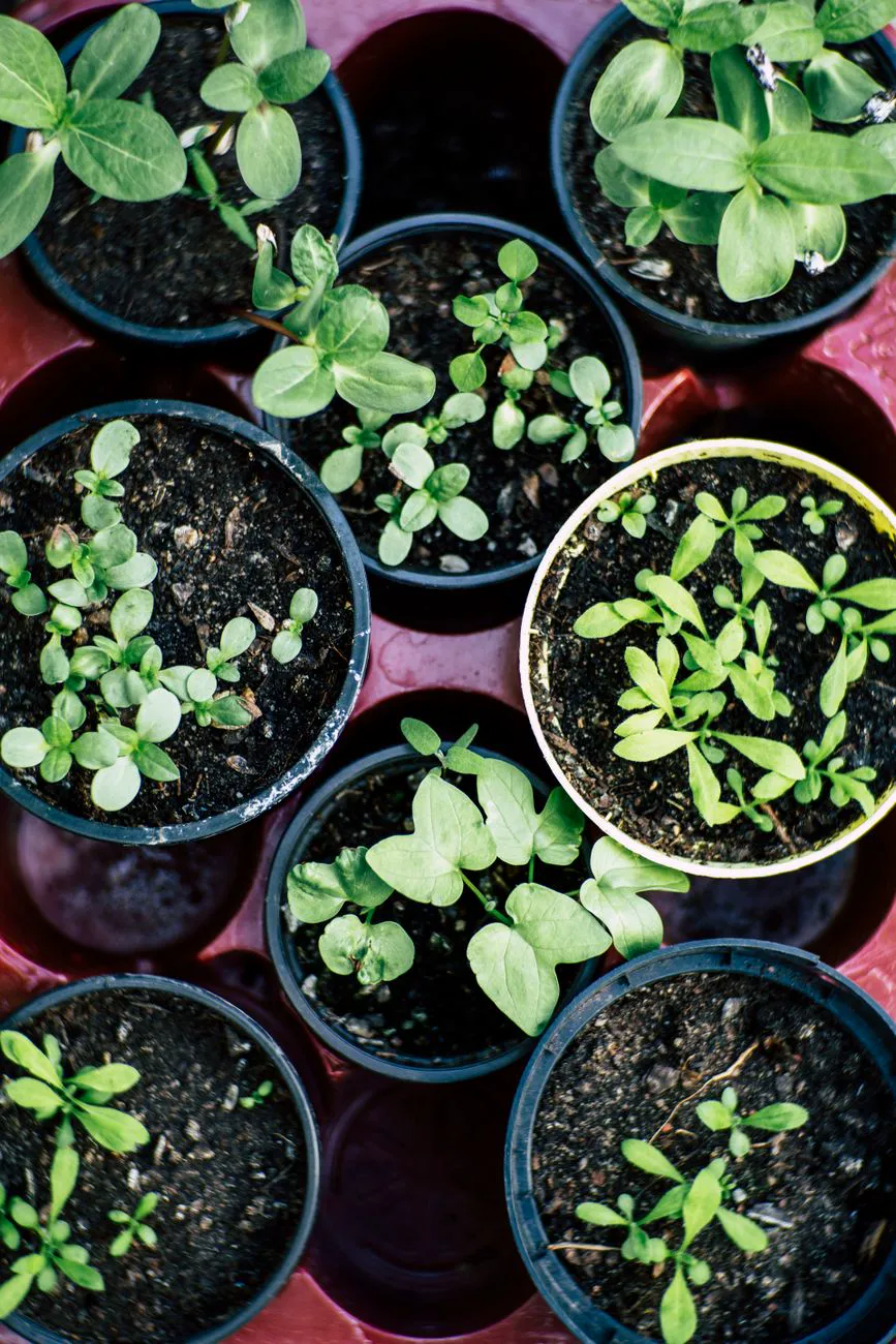 Best Vegetables To Grow — Top view of multiple pots with herb seedlings growing in soil.