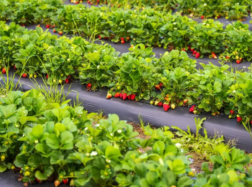 Best weed membrane — strawberry rows growing through black plastic mulch laid over raised planting ridges