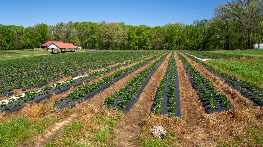Rows of crops grown on weed-suppressing mulch membrane