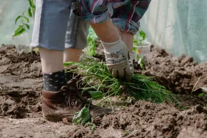 Best Weeding Tool