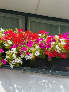 Best Window Boxes