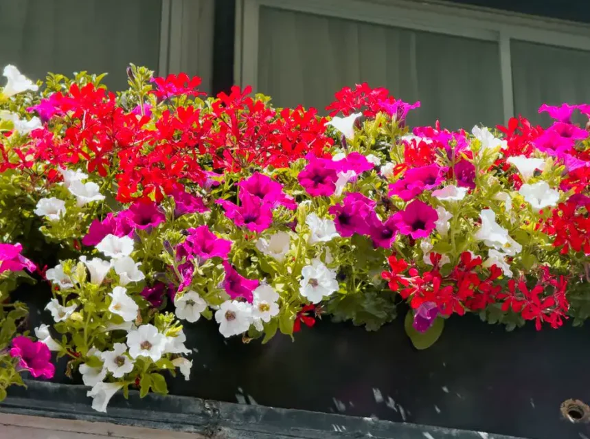 Best window box — window box packed with red, magenta and white petunias and geraniums under a shuttered window