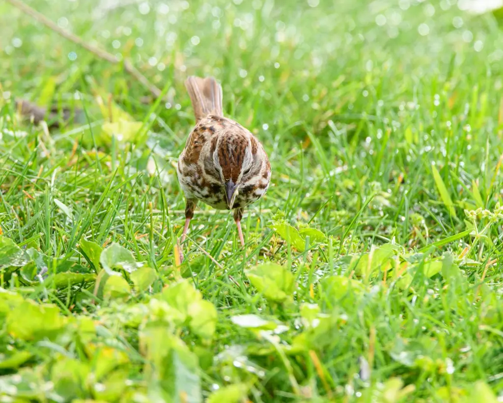 Bird foraging for insects in damp lawn grass.