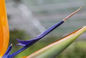 Bird Of Paradise Care