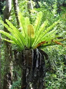 Bird’s Nest Fern Care Guide