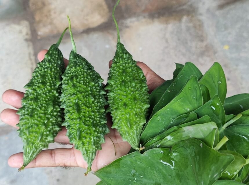 How to Grow Bitter Gourd / Karela (Healthy & Productive)