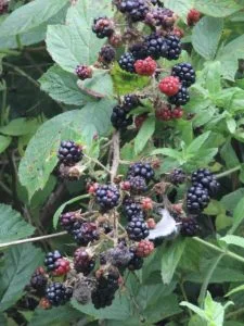 How to Grow Blackberries