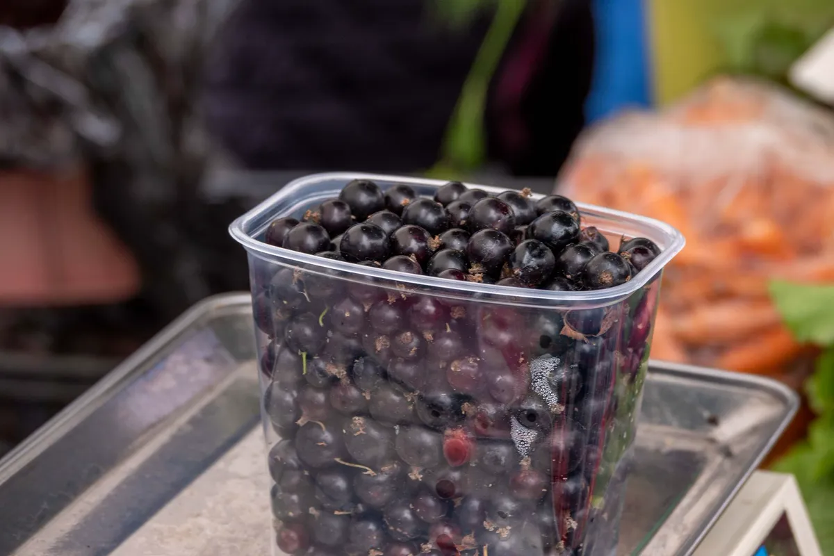 Blackcurrant — close-up of fresh blackcurrants in a clear plastic container at a market stand.