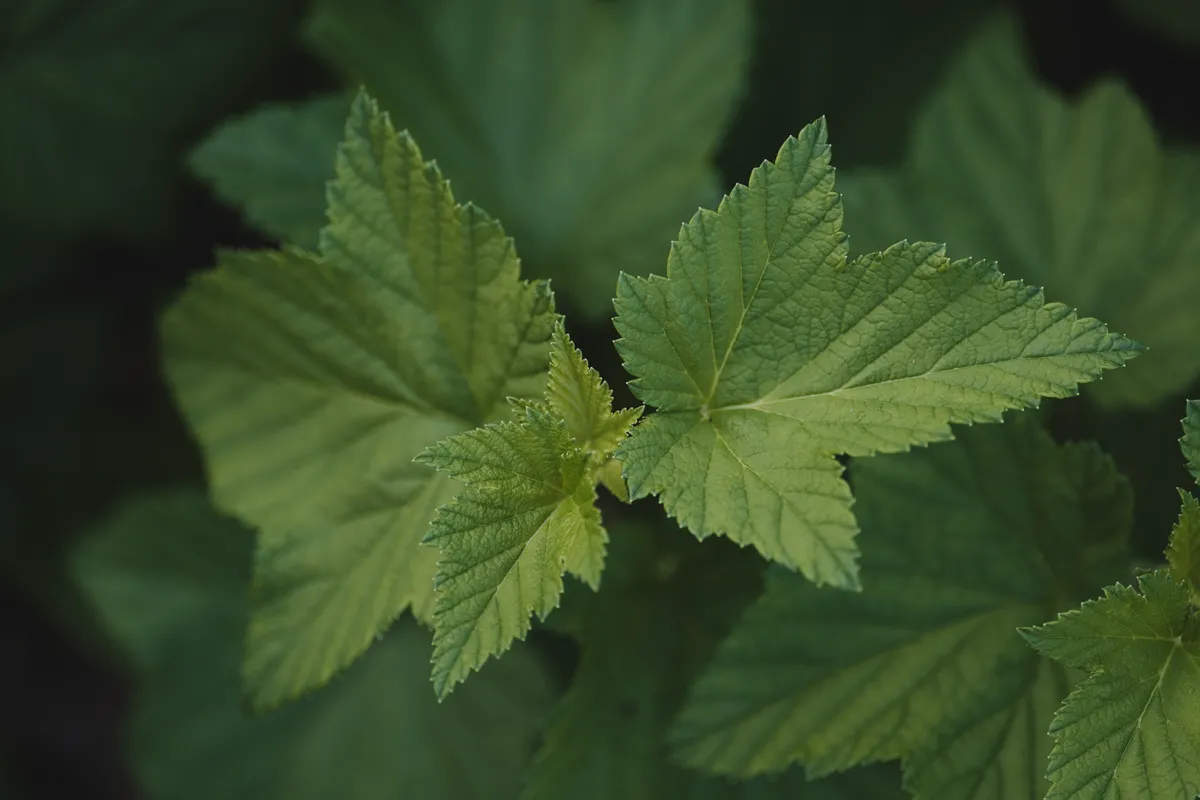Green blackcurrant leaves.