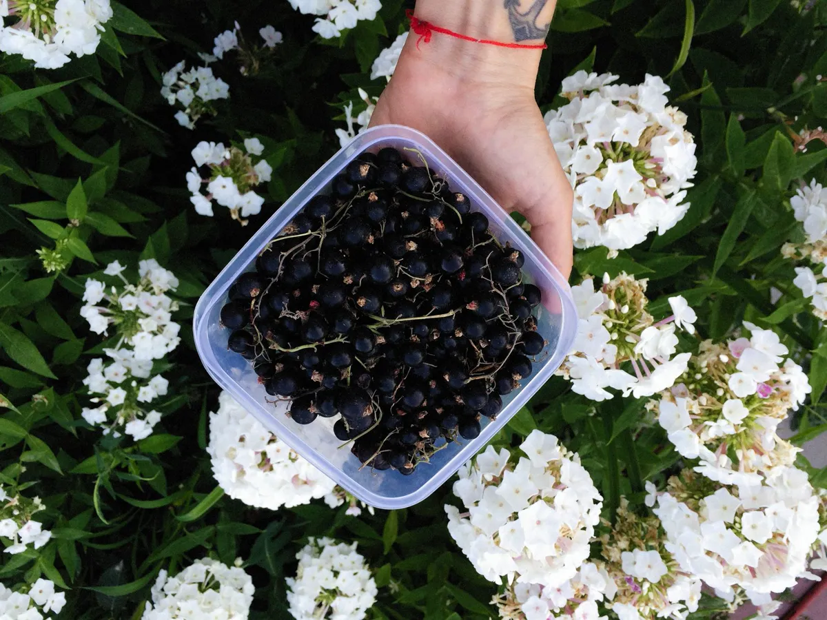 Hand holding a container of blackcurrants, surrounded by white hydrangeas.
