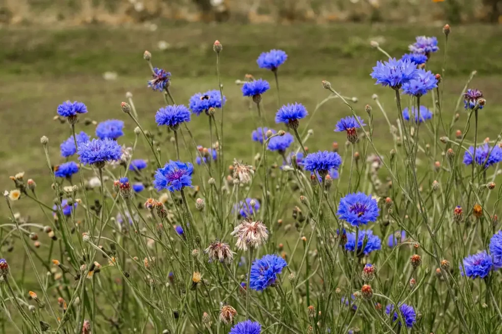 Blue Flowers — Gardening Guider
