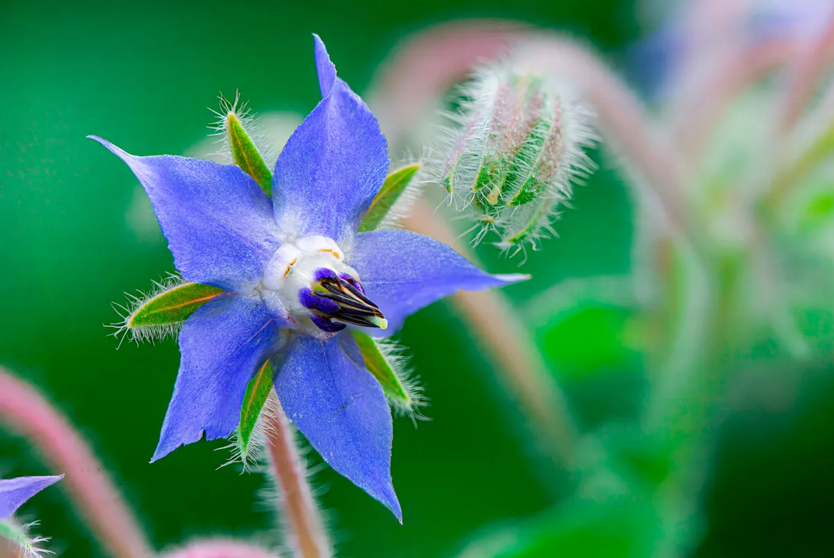 Detailed close-up of a blue borage flower with fuzzy stems.