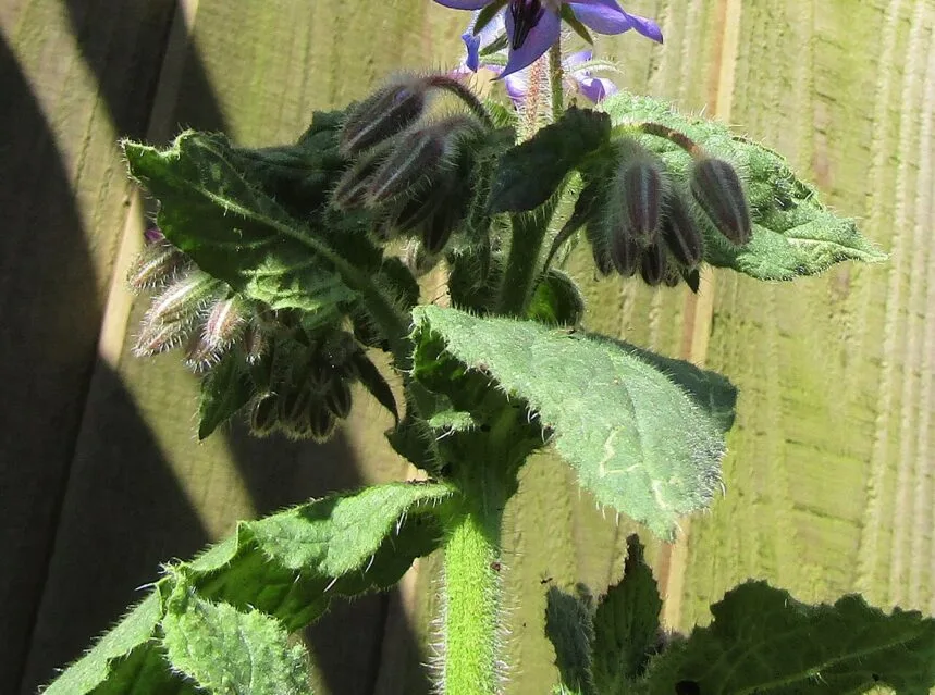 Borage