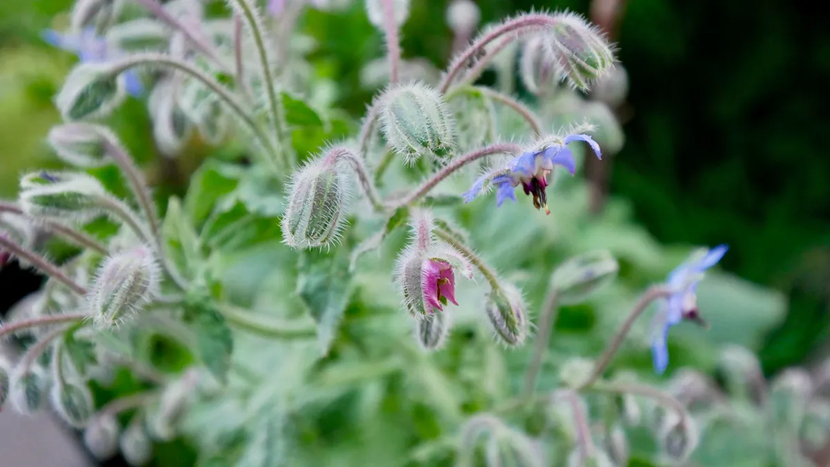 Borage plant buds and flowers.