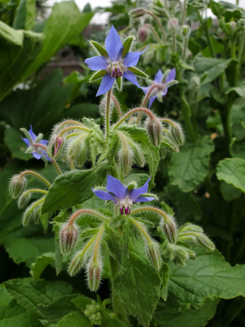 Close up of vibrant blue borage flowers surrounded by lush green foliage outdoors.