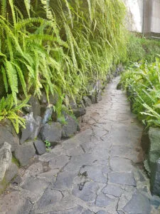 Boston Fern Care