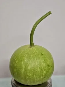 How to Grow Bottle Gourd / Lauki (Trellis It for Big Harvests)
