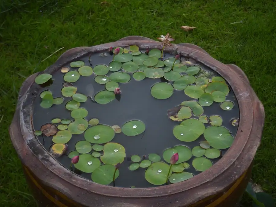 Bowl lotus with pink buds growing in a ceramic pot.