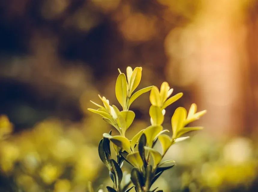 Boxwood