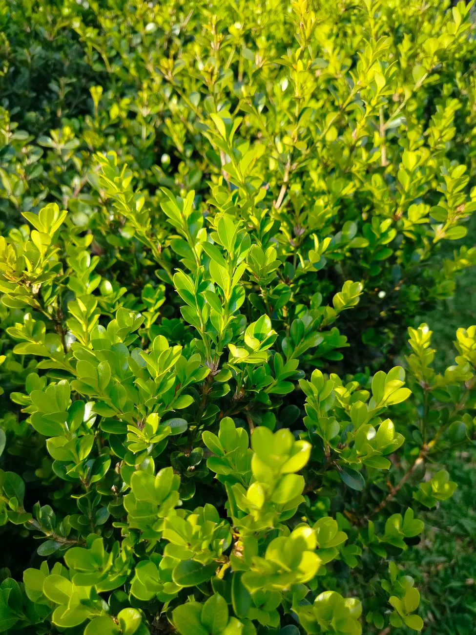 Close-up of green boxwood leaves basking in bright sunlight outdoors.