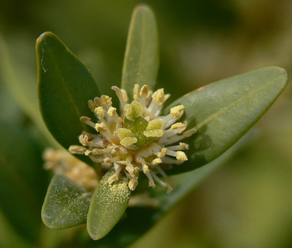 Boxwood — Buxus sempervirens IP1204022