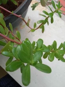 How to Grow Brahmi