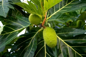 How to Grow Breadfruit