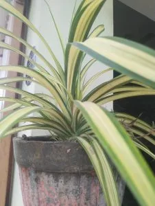 Brown Leaf Tips