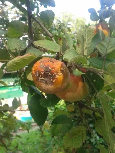 Brown Rot on Fruit Trees