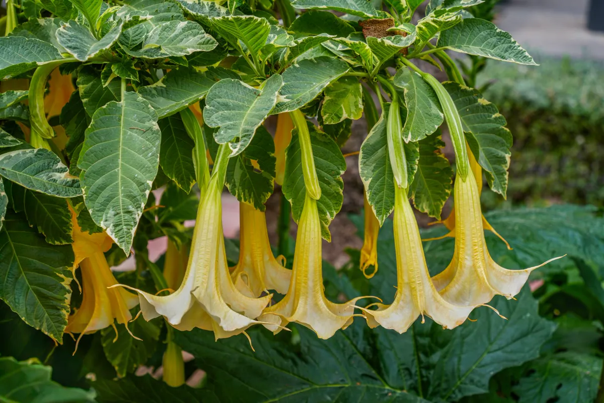Cluster of yellow Brugmansia flowers hanging from a green plant in a sunny Alicante.