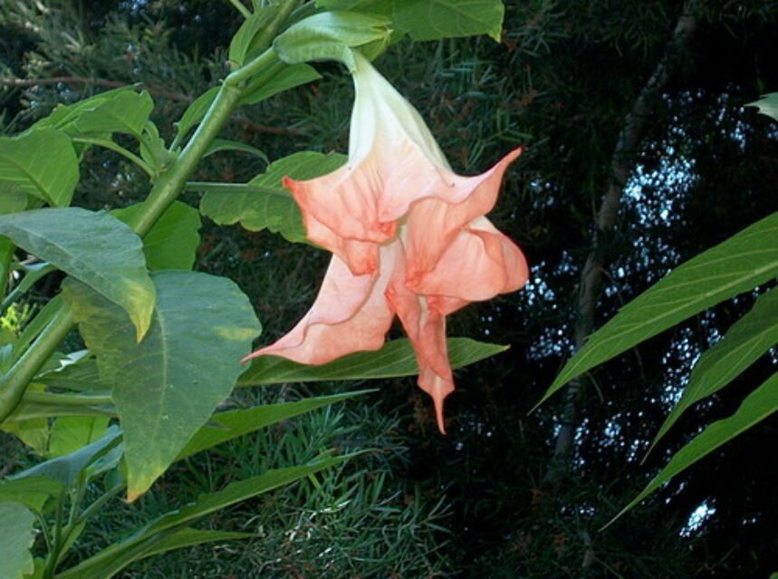 How to grow Brugmansia