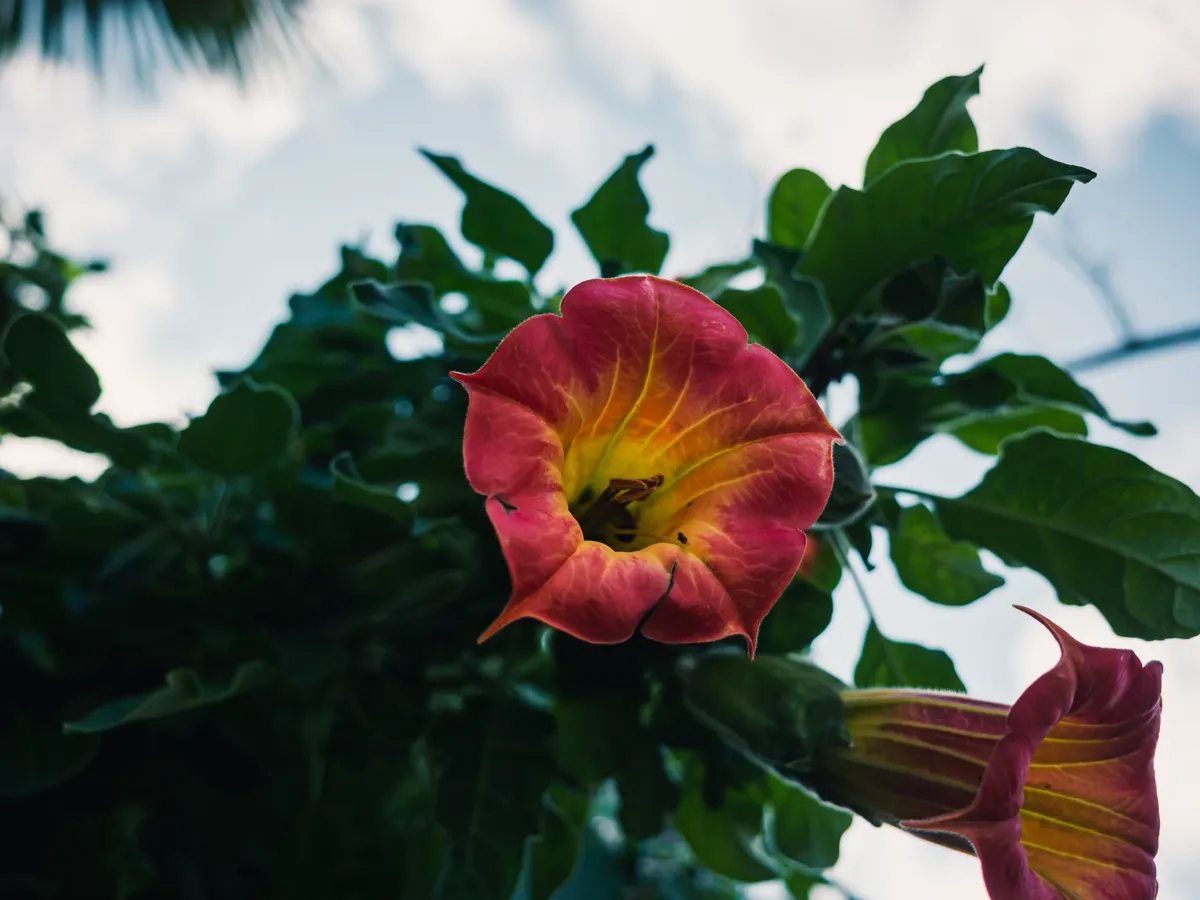 Close-up of a Brugmansia flower with green leaves and sky background.